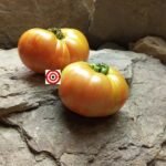 Cherokee Tiger Large Tomato