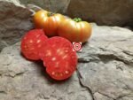 Cherokee Tiger Large Tomato Seeds