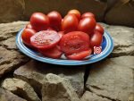 Chico 3 Tomato Seeds
