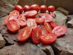 Chico III Tomato