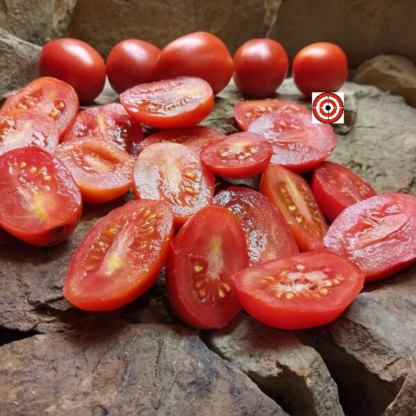 Chico III Tomato