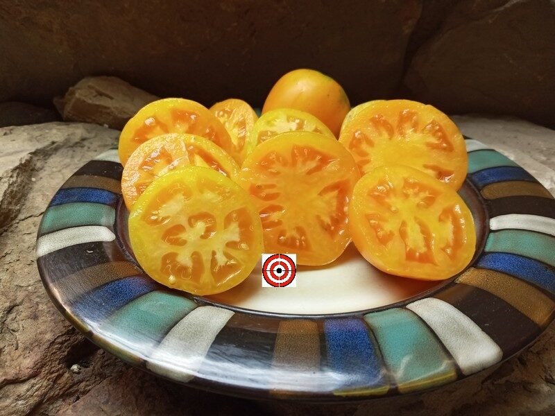 Dwarf Wild Spudleaf Tomato-Bounty Hunter Seeds-Heirloom Seeds