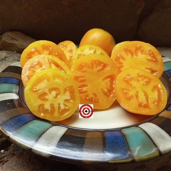 Coastal Pride Orange Dwarf Tomato