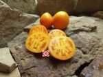 Coastal Pride Orange Dwarf Tomato Seeds