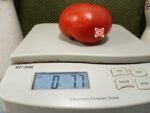Coastal Pride Red Dwarf Tomato Container Tomatoes.
