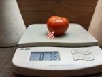 Coastal Pride Red Dwarf Tomato Seeds