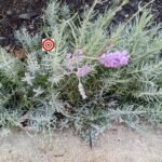 Common English Lavender