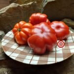 Constoluto Fiorentino Tomato