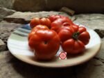 Constoluto Genovese Paste Tomato