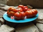 Constoluto Genovese Tomato