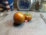 Copperhead Dwarf Tomato