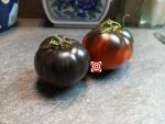 Cosmos Tomato