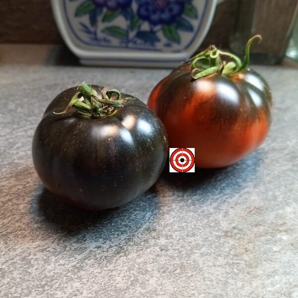 Cosmos Tomato