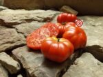 Constoluto Genovese Tomato - Image 5