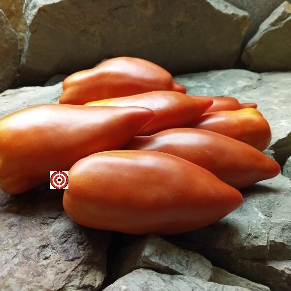 Cow's Tit Tomato