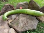 Cucuzzi Snake Gourd - Image 2
