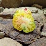 DeWeese Streaked Tomato