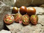 Dean Slater Tomato Crazy Horse Tomato