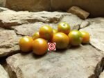 Dean Slater's Fred Sanford Cherry Tomato