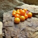 Dean's Pastel Cherry Tomato