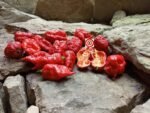 Death Spiral Pepper - Image 3