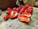 Death Spiral Pepper - Image 2