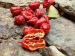 Death Spiral Pepper - Image 5