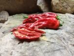 Devil's Penis Pepper