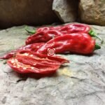Devil's Penis Pepper
