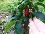Devil's Penis Pepper - Image 3