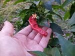 Devil's Penis Pepper - Image 5