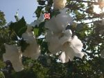 Rose of Sharon Flower Mix - Image 2