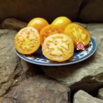 Djena Lee's Golden Girl (Oval Strain) Tomato