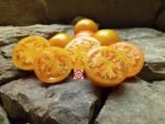 Djena Lee's Golden Girl (Oval Starin) Orange Tomato
