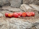 Dwarf Bendigo Dawn Dwarf Tomato Container Tomatoes.