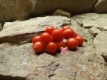 Dwarf Bendigo Dawn Tomato