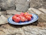 Dwarf Bendigo Dawn Tomato Patio Tomatoes.