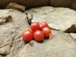 Dwarf Bendigo Dawn Tomato Seeds