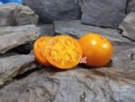 Dwarf Coastal Pride Orange Tomato.