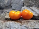 Dwarf Coastal Pride Orange Tomato Dan McMurray Tomatoes.