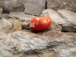 Dwarf Coastal Pride Red Tomato.