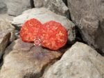 Dwarf Coastal Pride Red Tomato Dwarf Tomatoes.