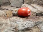Dwarf Coastal Pride Red Tomato Patio Tomatoes.