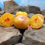 Dwarf Confetti Tomato