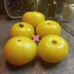 Dwarf Egypt Yellow Tomato