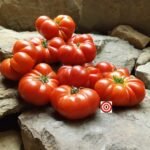 Dwarf Franklin County Tomato