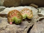 Dwarf Fred's Tie Dye Tomato