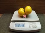 Dwarf Golden Gypsy Tomato Seeds