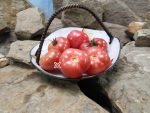 Dwarf Johnson's Cherry Tomato