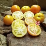 Dwarf Kangaroo Paw Yellow Tomato